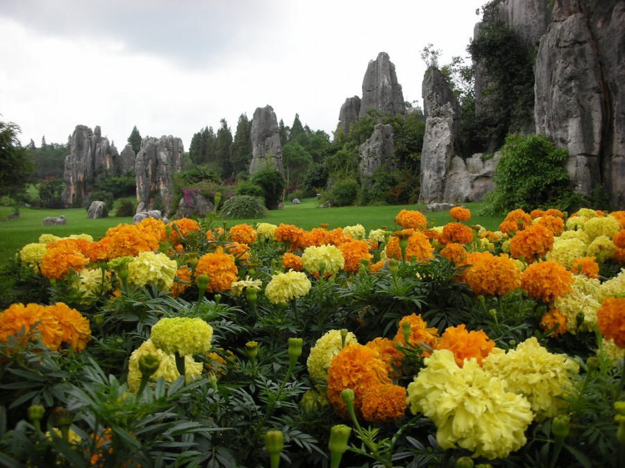 الزهور-في-غابة-الحجارة-في-الصين-900x675