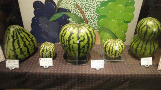 أشكال-البطيخ-في-اليابان